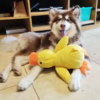 Dog Toy Stomping Duck