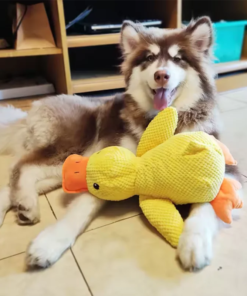 Dog Toy Stomping Duck
